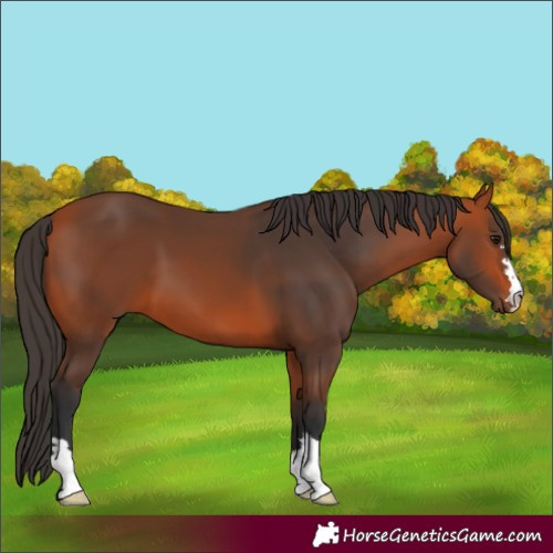 Horse Color:Bay 