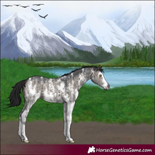 Horse Color:Gray Grullo Sabino Brindle 