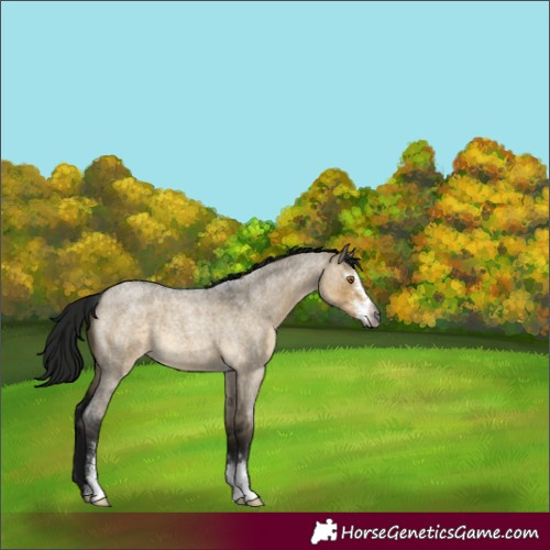 Horse Color:Gray Buckskin Roan Dun Sabino 