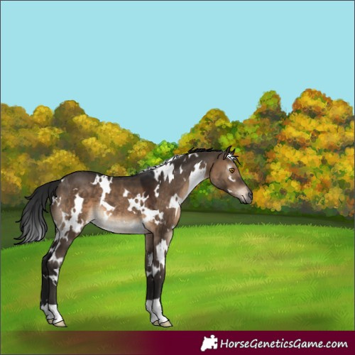 Horse Color:Gray White Spotted Brown Dun Mushroom 