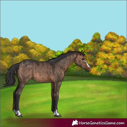 Horse Color:Brown Dun Brindle 
