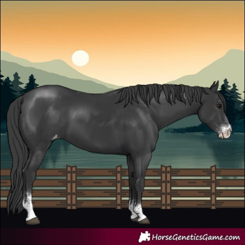 Horse Color:Black Sabino Appaloosa 