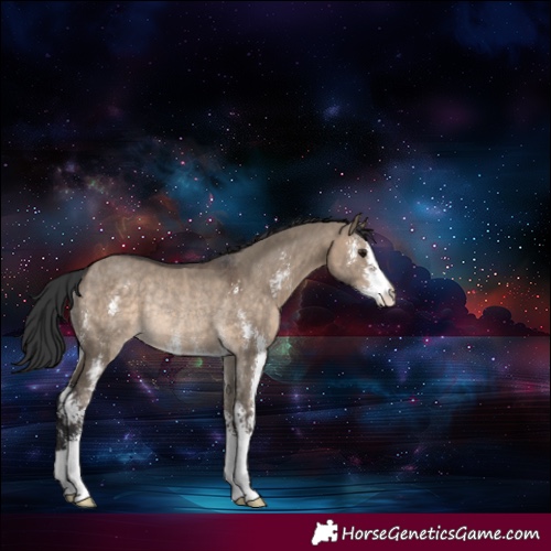 Horse Color:Brown Dun Sabino Rabicano 
