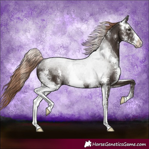Horse Color:Liver Chestnut Sabino 
