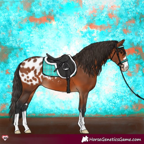 Horse Color:Bay Appaloosa
