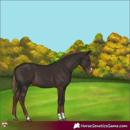 Horse Color:Liver Chestnut Appaloosa 