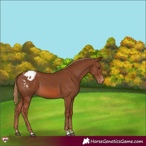 Horse Color:Chestnut Varnish 