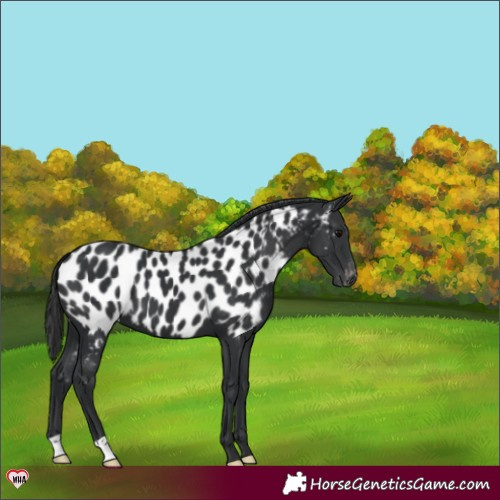 Horse Color:Black Appaloosa 