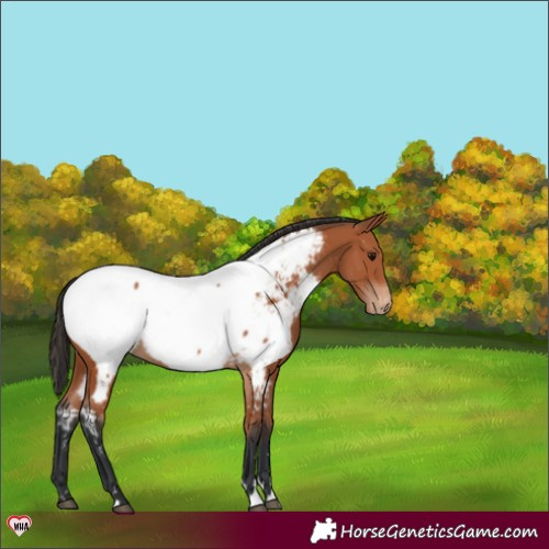 Horse Color:Bay Appaloosa 