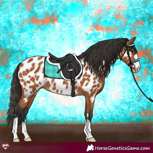 Horse Color:Bay Near Leopard