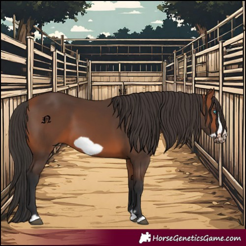 Horse Color:Bay Frame 