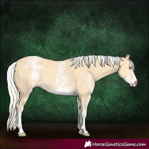 Horse Color:White Spotted Gold Cream Champagne 