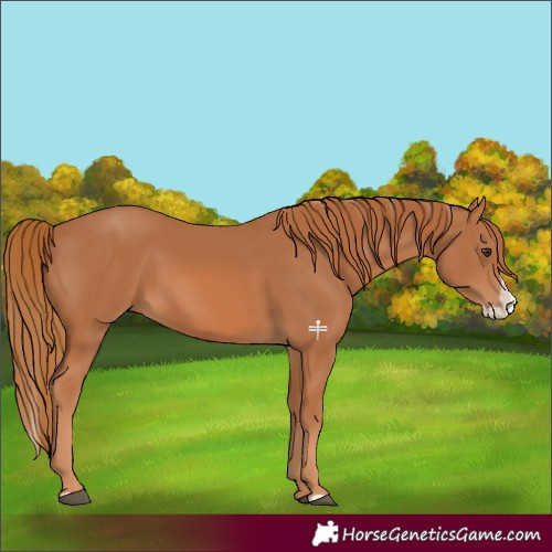Horse Color:Chestnut Splash 
