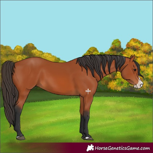 Horse Color:Bay Splash 