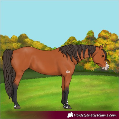 Horse Color:Bay Splash 