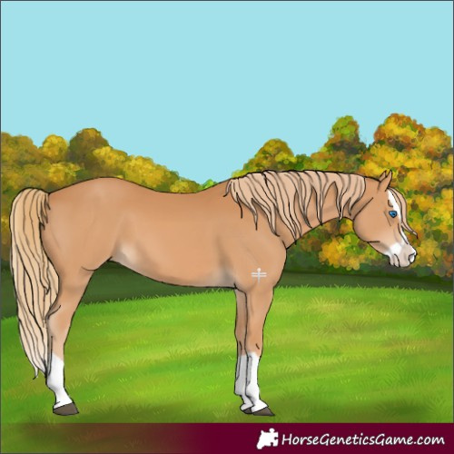 Horse Color:Chestnut Splash 