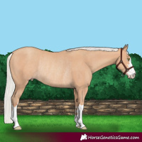 Horse Color:Silver Amber Champagne Rabicano 