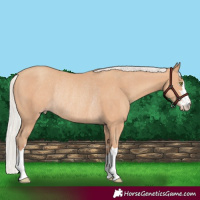 Horse Color:Silver Amber Champagne Rabicano 
