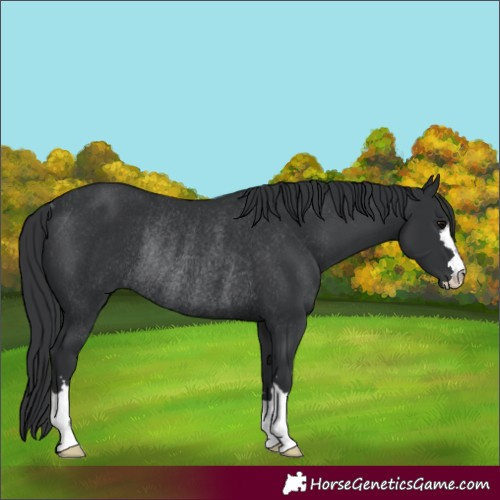 Horse Color:Black Rabicano