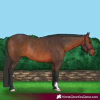Horse Color:Brown Rabicano 
