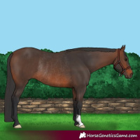 Horse Color:Brown Rabicano 