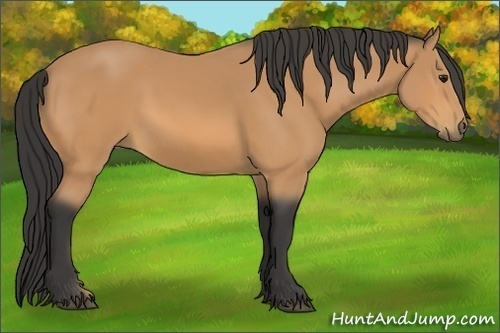 Horse Color:Buckskin