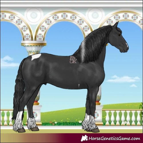 Horse Color:Black Tobiano 