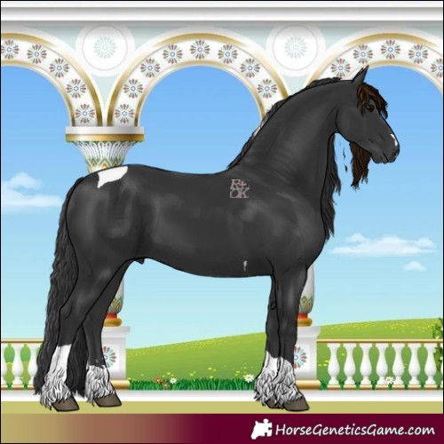 Horse Color:Black Tobiano 