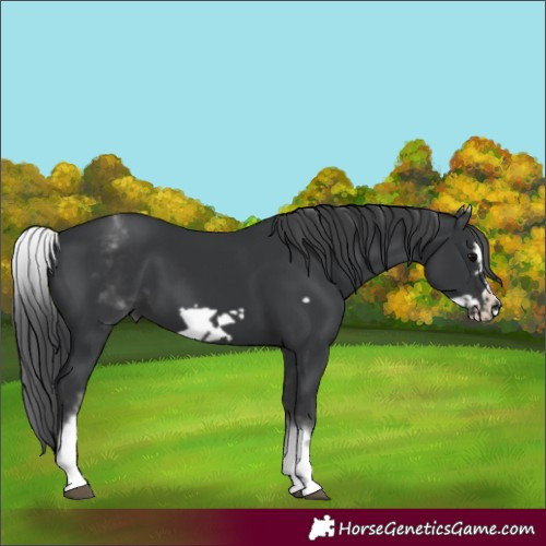 Horse Color:White Spotted Black Frame 