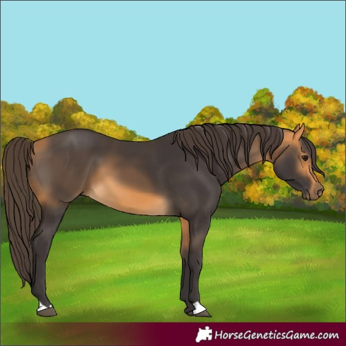 Horse Color:Buckskin 