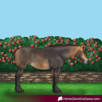 Horse Color:Buckskin 