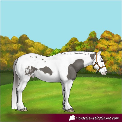 Horse Color:Grullo Splash Tobiano Blanket 