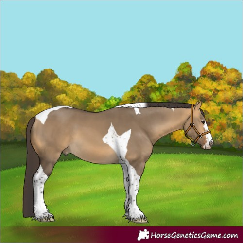Horse Color:Buckskin Dun Tobiano 
