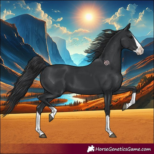Horse Color:Black Splash