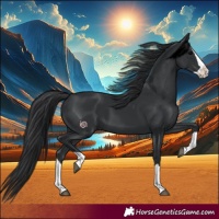 Horse Color:Black Splash