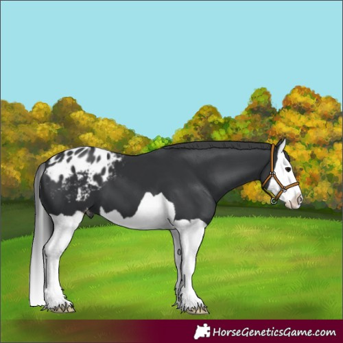 Horse Color:Black Splash Appaloosa 