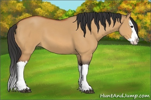 Horse Color:Bay Dun Splash
