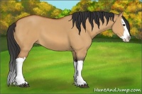 Horse Color:Bay Dun Splash