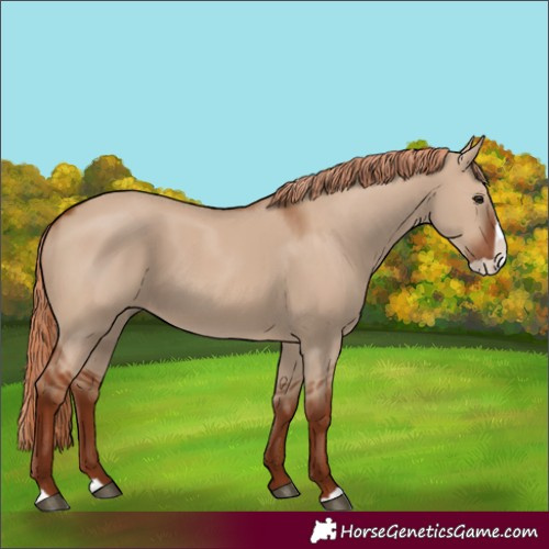 Horse Color:Red Dun Splash 