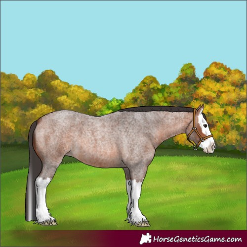 Horse Color:Bay Roan Splash 