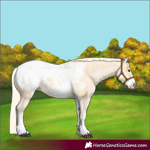 Horse Color:White Spotted Palomino Snowcap 