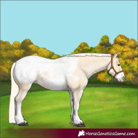 Horse Color:White Spotted Palomino Snowcap 