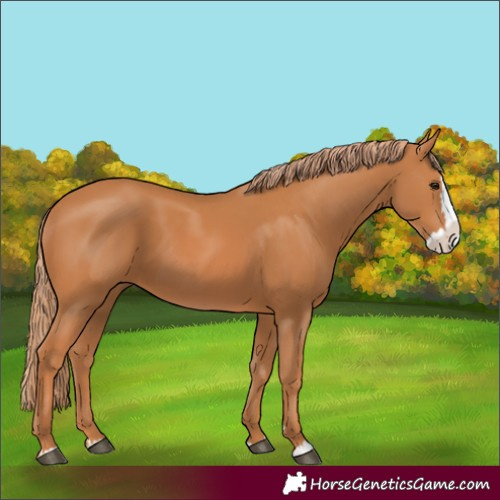 Horse Color:Chestnut Splash 