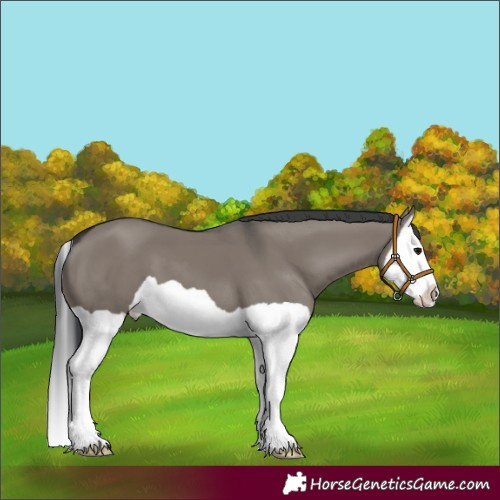 Horse Color:Grullo Splash 