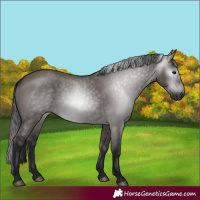 Horse Color:Gray Grullo 