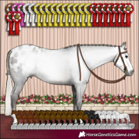 Horse Color:Gray Silver Black Sabino Appaloosa Rabicano 