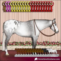 Horse Color:Gray Silver Black Sabino Appaloosa Rabicano