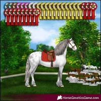 Horse Color:Gray Silver Black Sabino Appaloosa Rabicano 