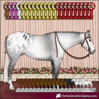 Horse Color:Gray Silver Black Sabino Appaloosa Rabicano