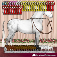 Horse Color:Gray Silver Black Sabino Appaloosa Rabicano